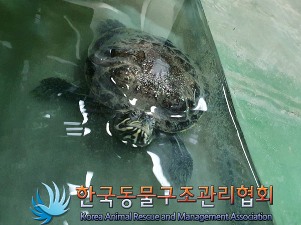 한국동물구조관리협회_411304202300211
